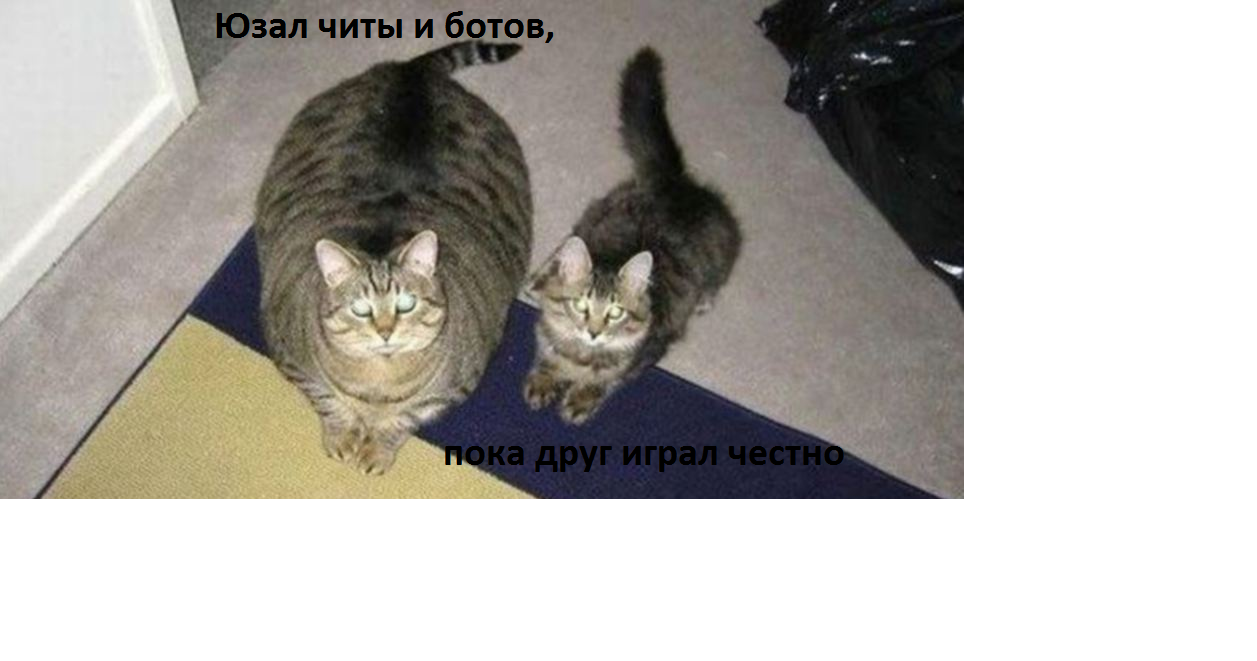 коты.png