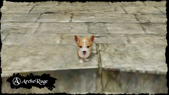 little_corgy.1547494922.jpg